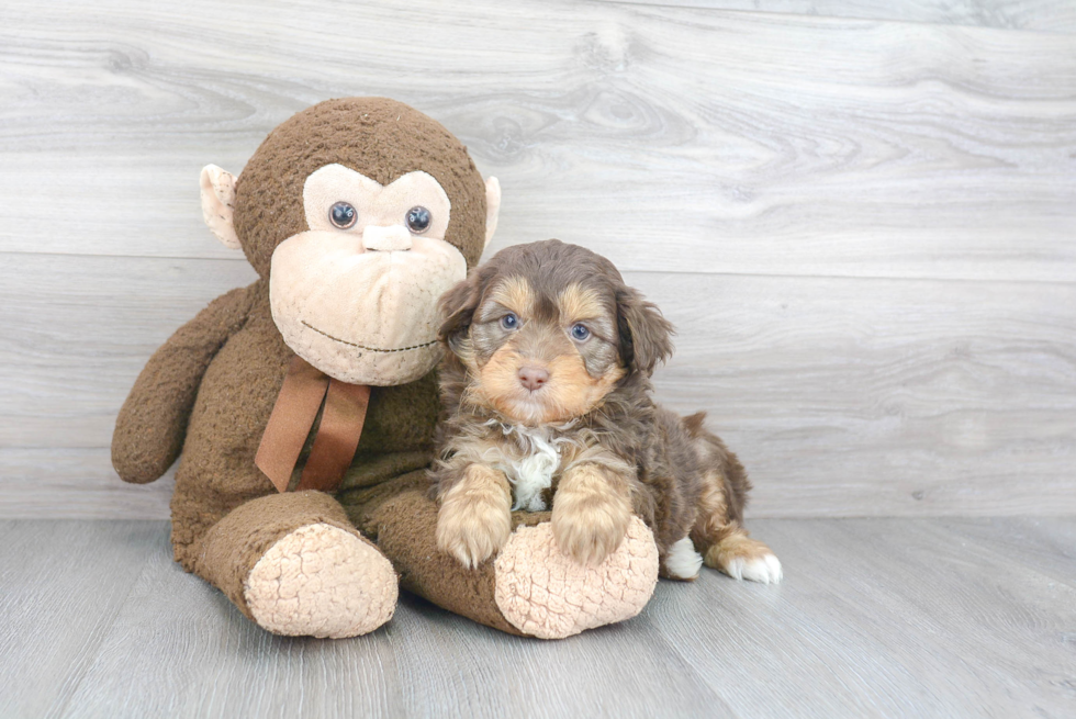 Mini Aussiedoodle Pup Being Cute