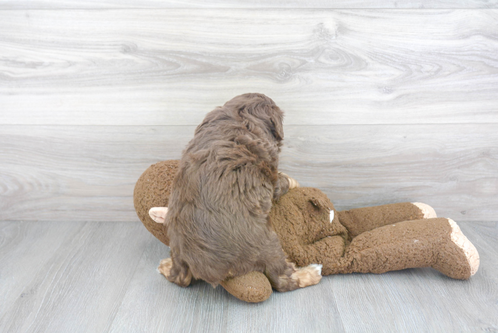 Fluffy Mini Aussiedoodle Poodle Mix Pup