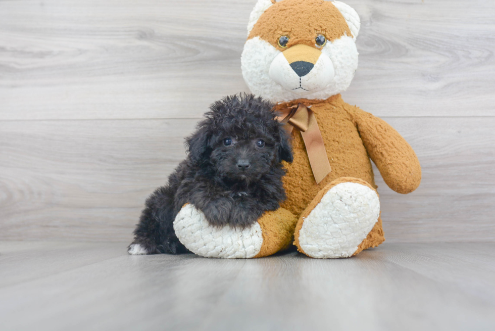 Mini Aussiedoodle Pup Being Cute