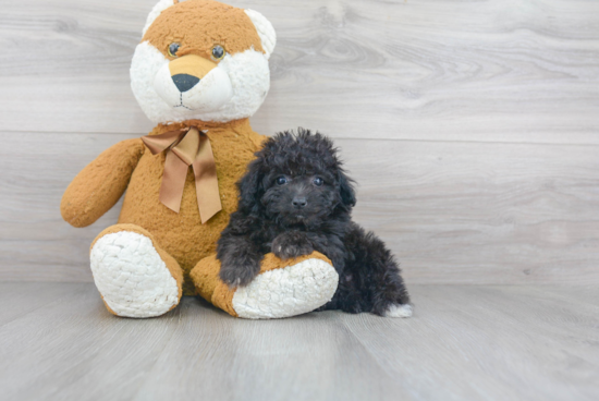 Playful Aussiepoo Poodle Mix Puppy