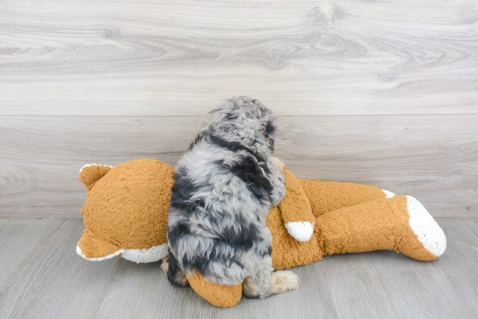 Mini Aussiedoodle Puppy for Adoption