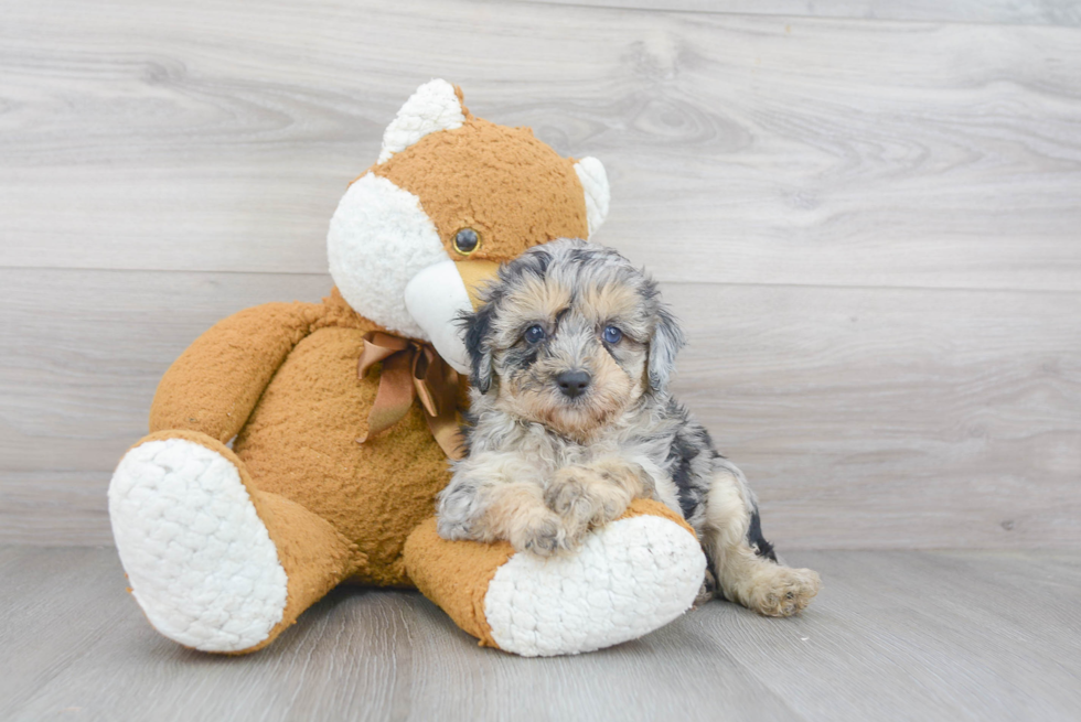 Mini Aussiedoodle Puppy for Adoption