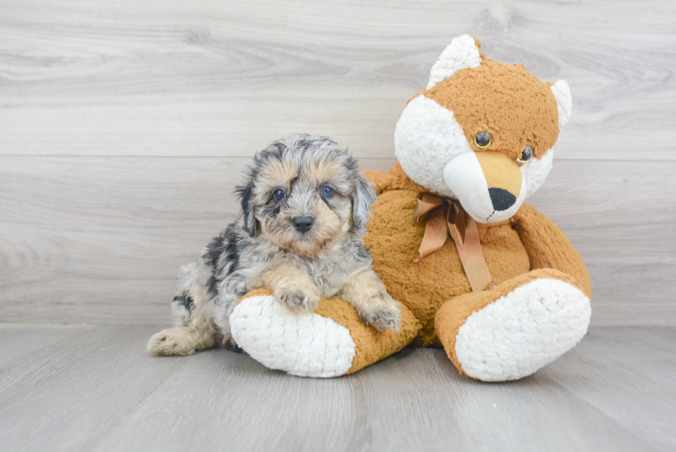 Best Mini Aussiedoodle Baby