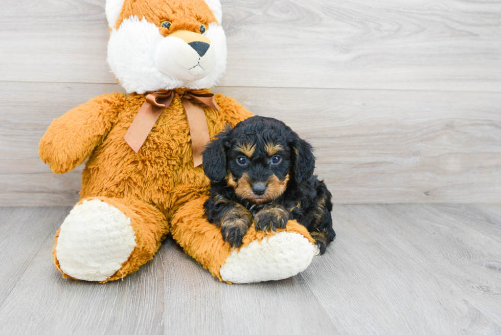 Mini Aussiedoodle Pup Being Cute