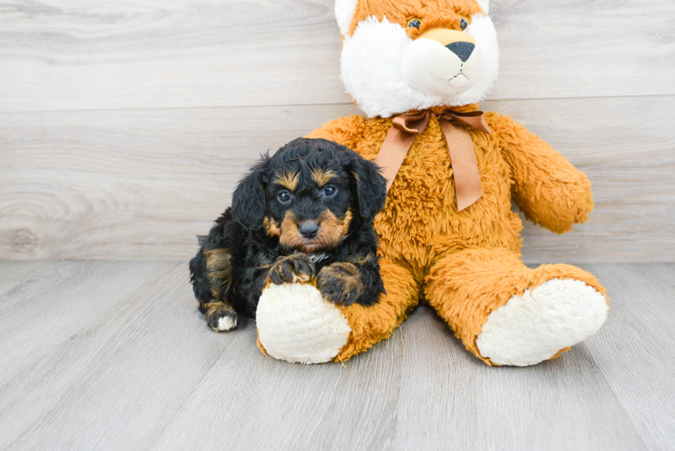 Mini Aussiedoodle Puppy for Adoption