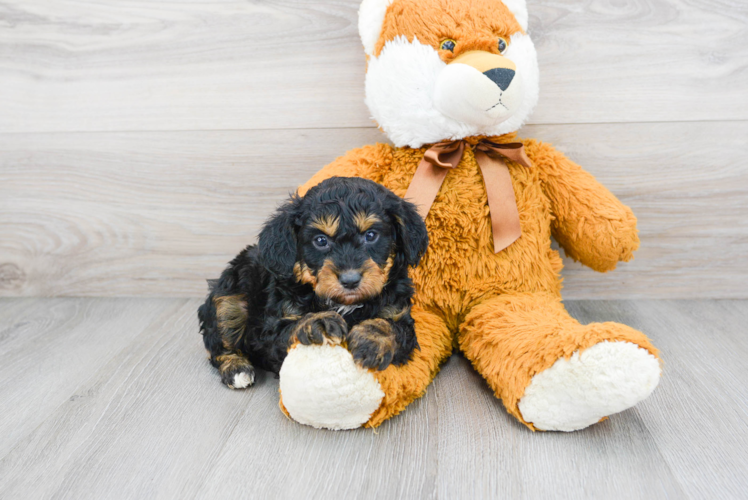 Small Mini Aussiedoodle Baby