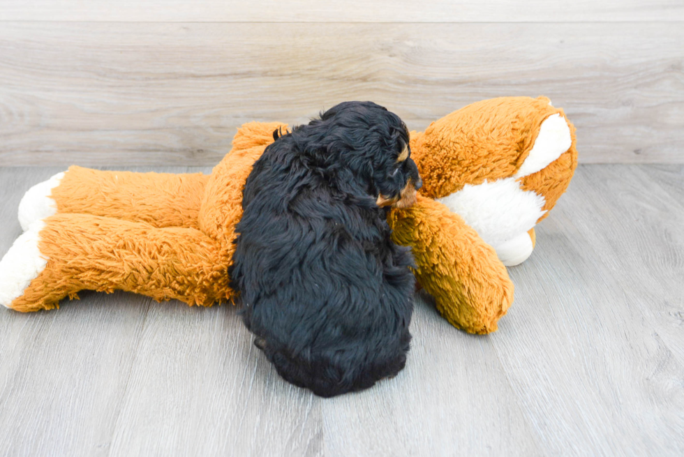 Best Mini Aussiedoodle Baby