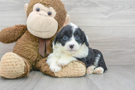 Best Mini Aussiedoodle Baby