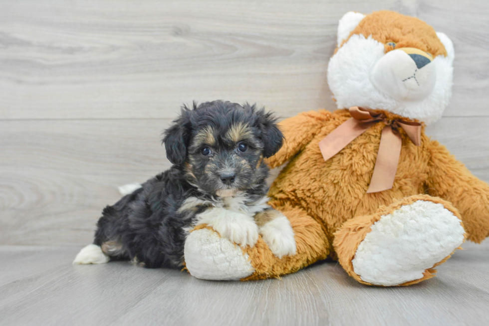 Petite Mini Aussiedoodle Poodle Mix Pup