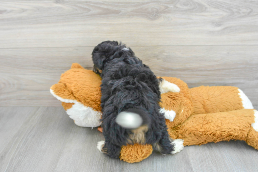 Petite Mini Aussiedoodle Poodle Mix Pup