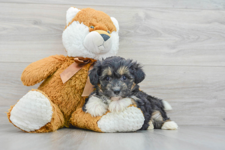 Small Mini Aussiedoodle Baby