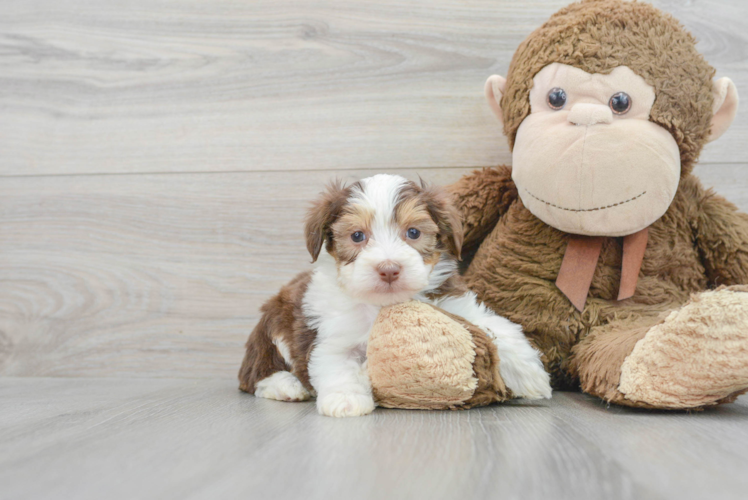 Playful Aussiepoo Poodle Mix Puppy
