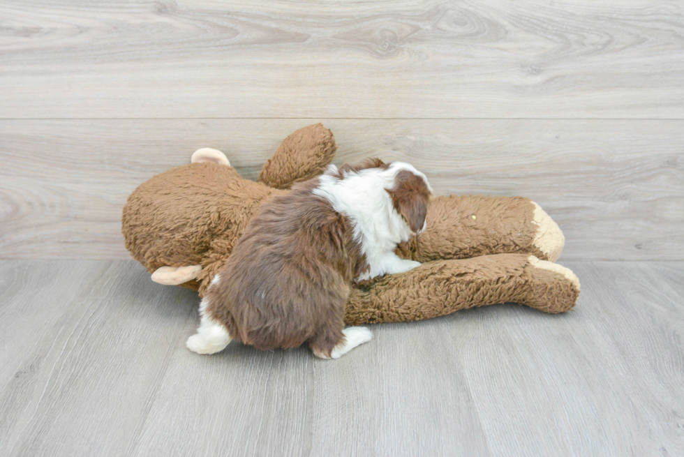 Playful Aussiepoo Poodle Mix Puppy