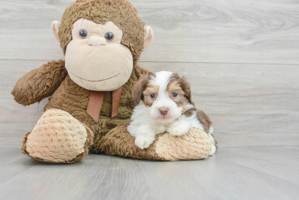 Sweet Mini Aussiedoodle Baby