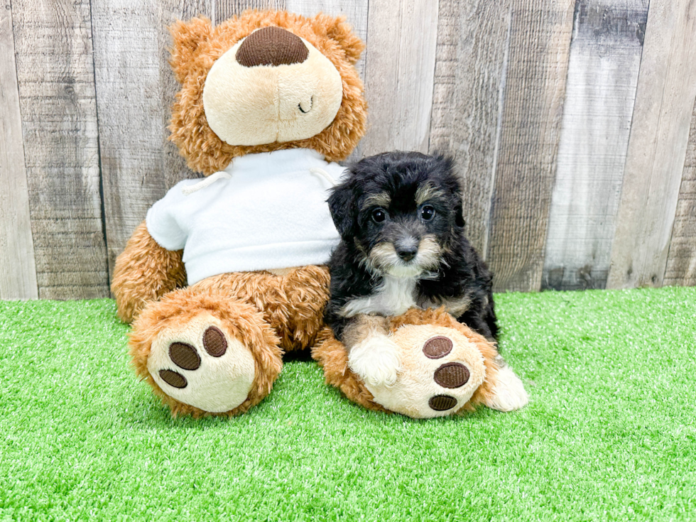 Popular Mini Aussiedoodle Poodle Mix Pup