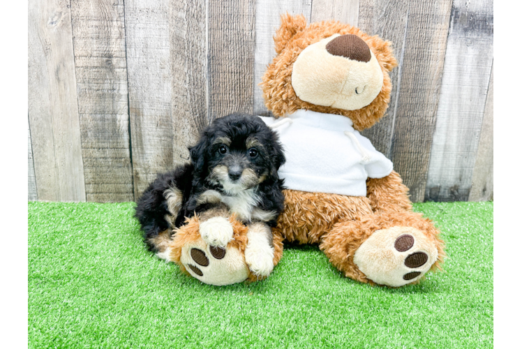 Mini Aussiedoodle Puppy for Adoption