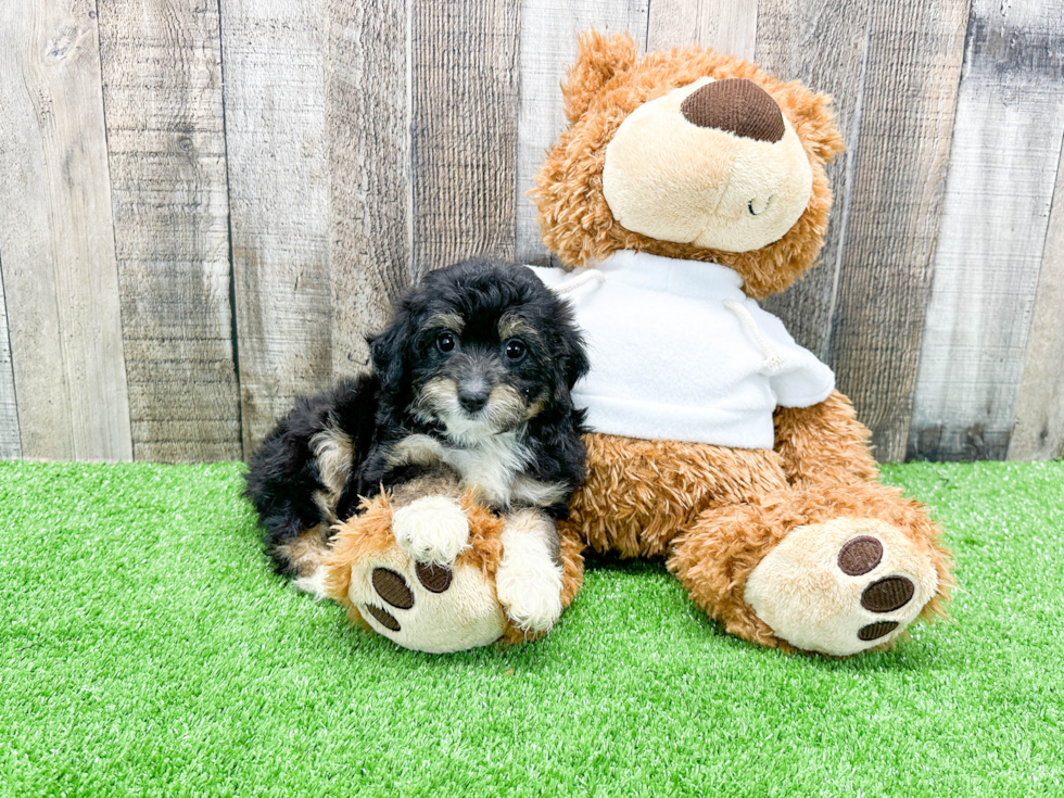 Mini Aussiedoodle Puppy for Adoption