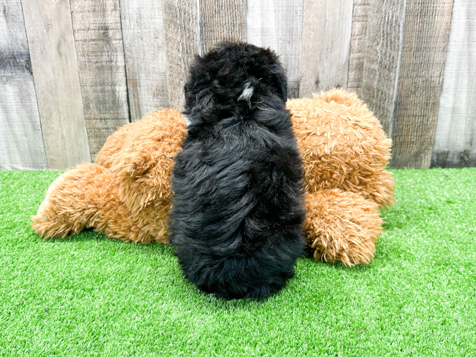 Hypoallergenic Aussiepoo Poodle Mix Puppy