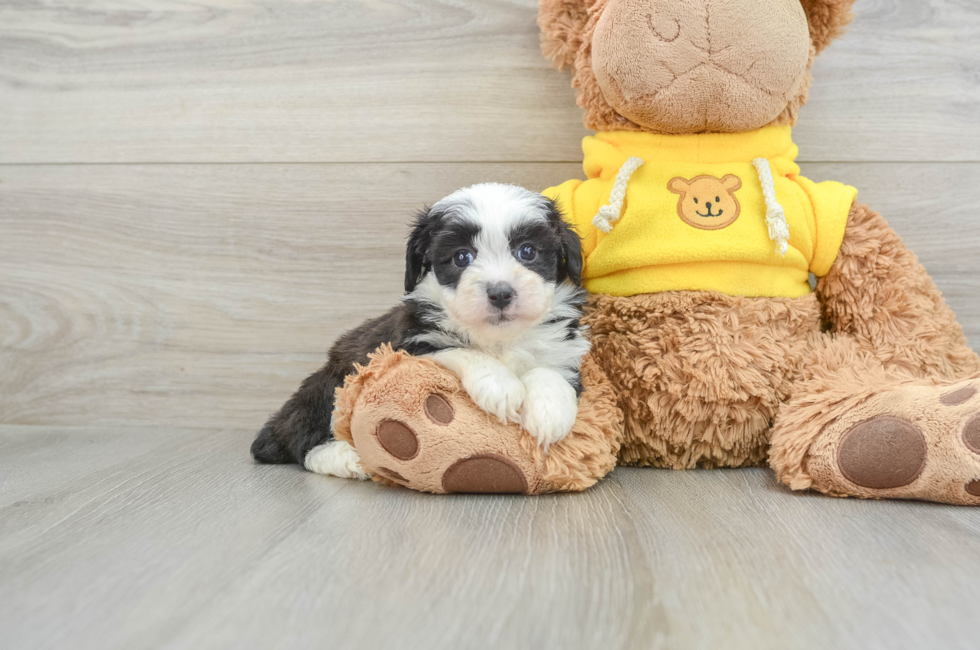 6 week old Mini Aussiedoodle Puppy For Sale - Premier Pups