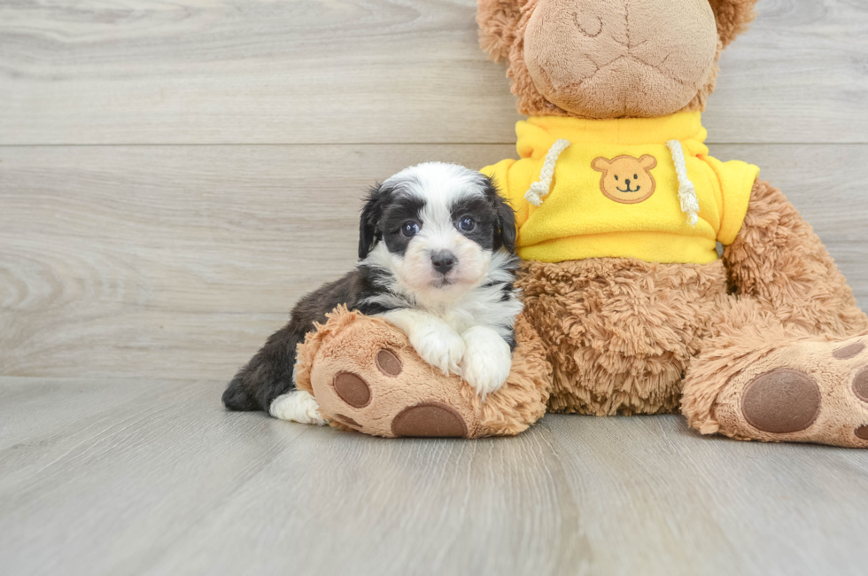 5 week old Mini Aussiedoodle Puppy For Sale - Premier Pups