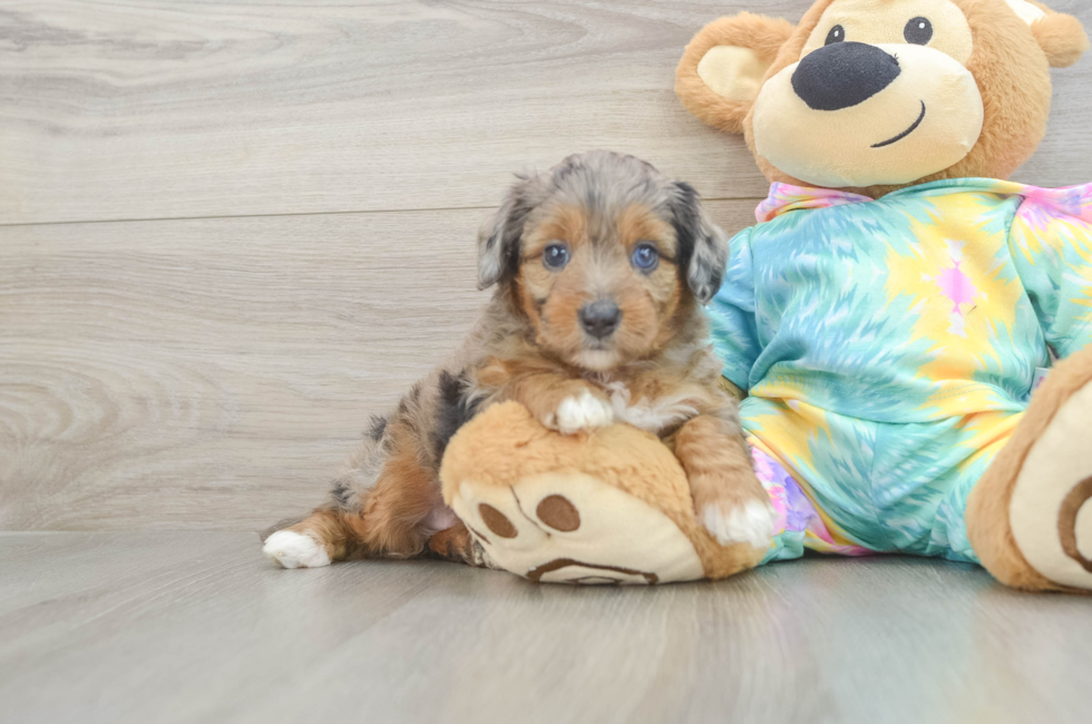 5 week old Mini Aussiedoodle Puppy For Sale - Premier Pups