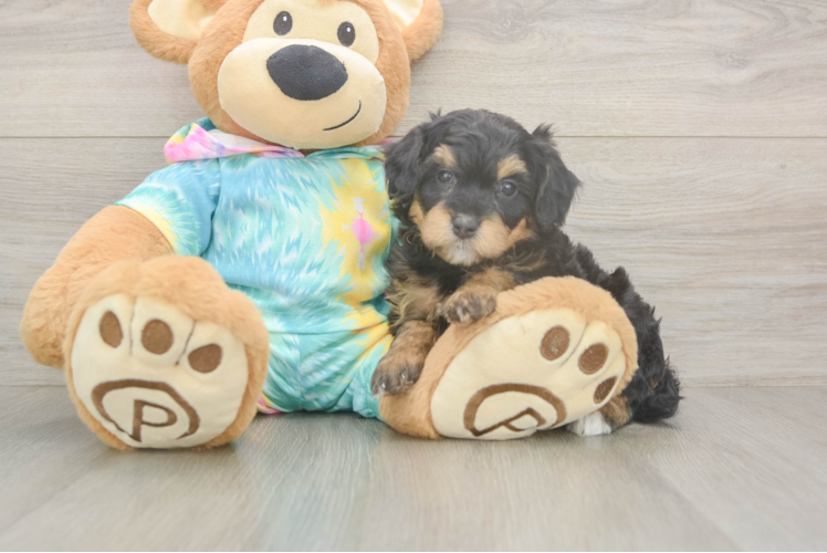 Mini Aussiedoodle Puppy for Adoption