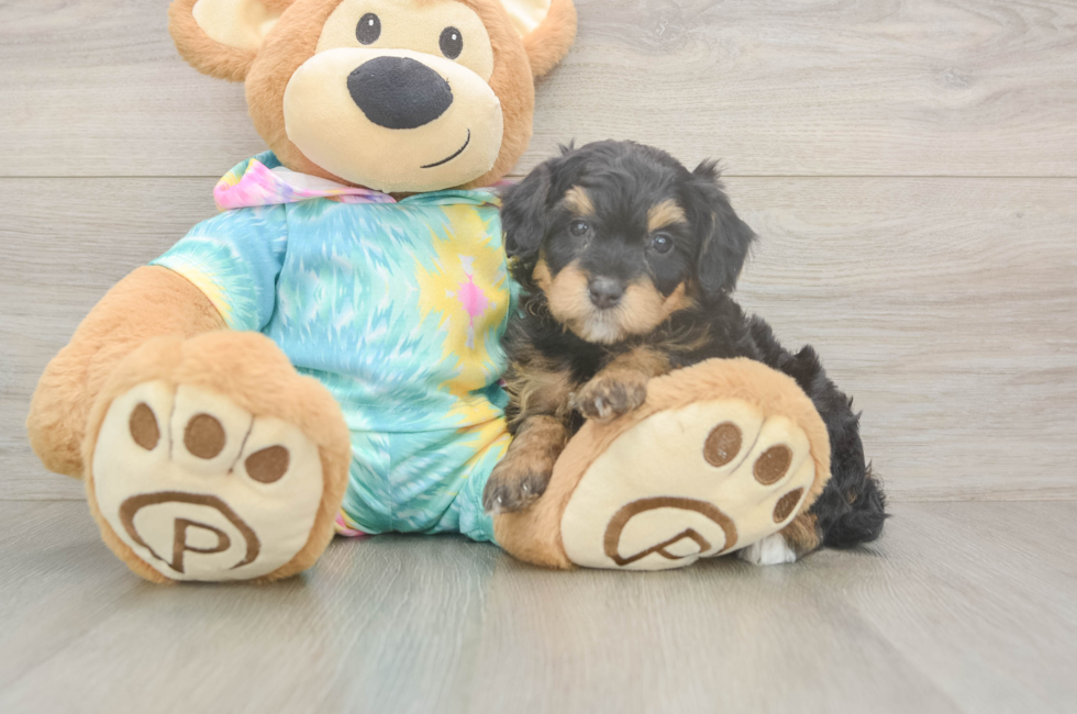 5 week old Mini Aussiedoodle Puppy For Sale - Premier Pups