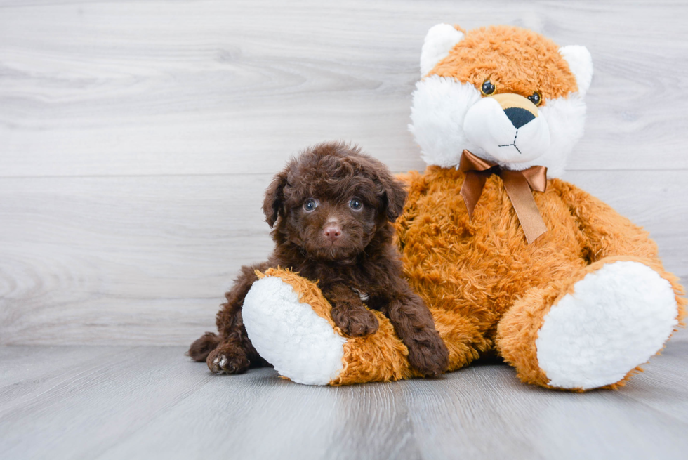 Mini Aussiedoodle Puppy for Adoption