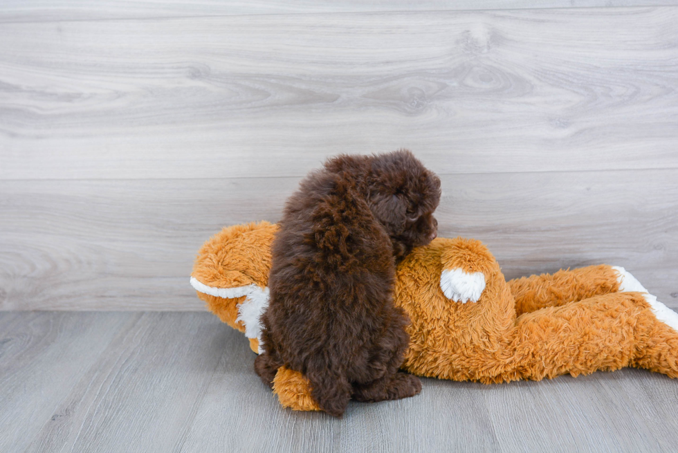 Mini Aussiedoodle Puppy for Adoption