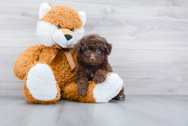 Mini Aussiedoodle Puppy for Adoption
