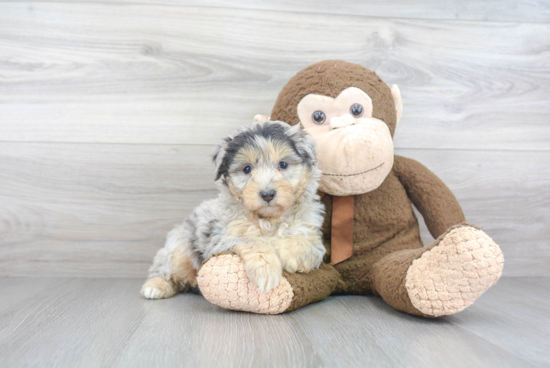 Mini Aussiedoodle Puppy for Adoption