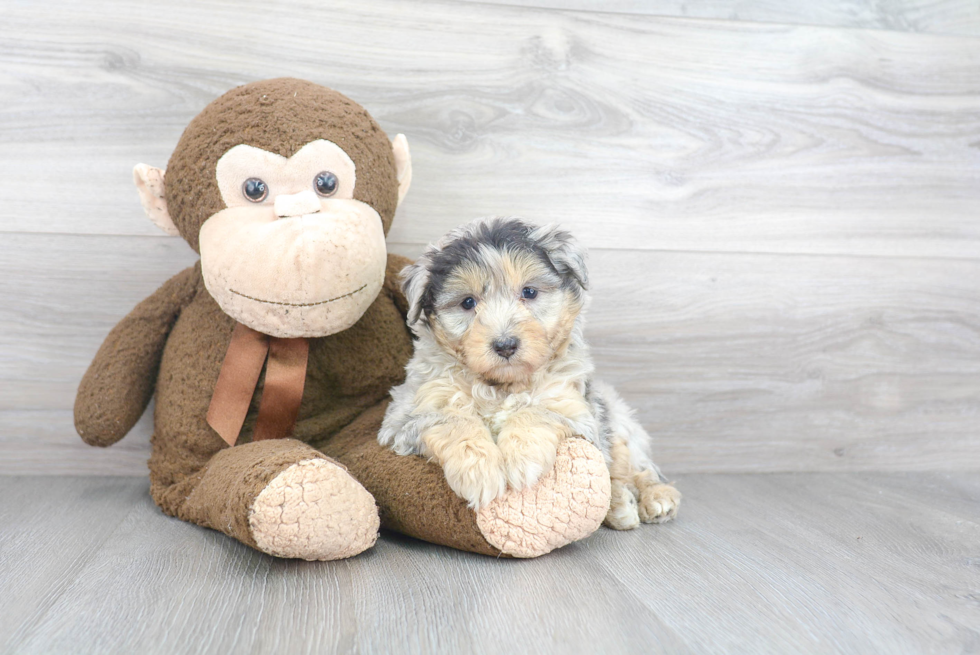 Smart Mini Aussiedoodle Poodle Mix Pup