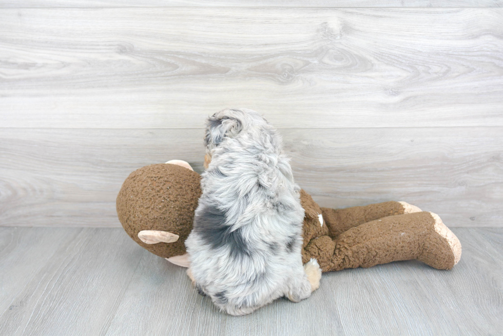 Fluffy Mini Aussiedoodle Poodle Mix Pup