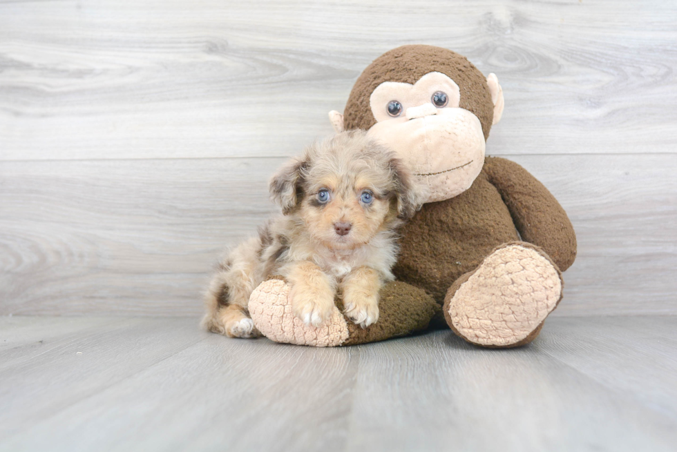 Popular Mini Aussiedoodle Poodle Mix Pup