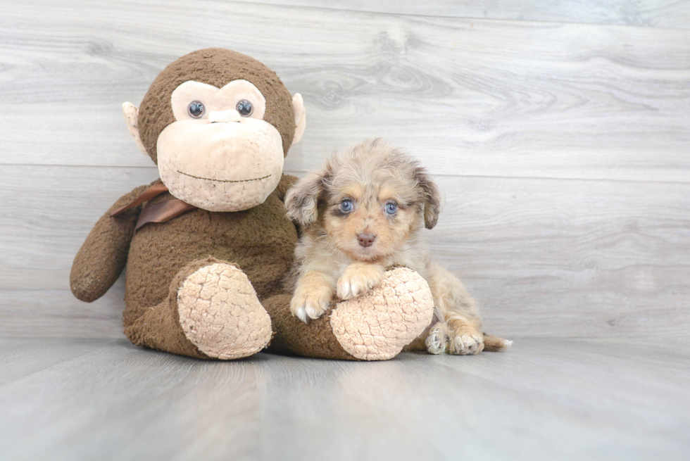 Mini Aussiedoodle Pup Being Cute