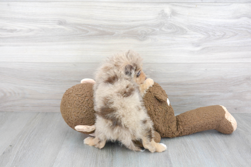 Smart Mini Aussiedoodle Poodle Mix Pup