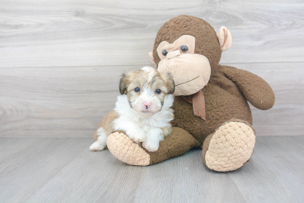Sweet Mini Aussiedoodle Baby