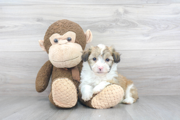 Mini Aussiedoodle Pup Being Cute