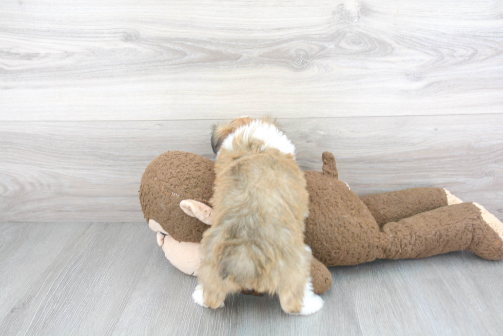 Best Mini Aussiedoodle Baby