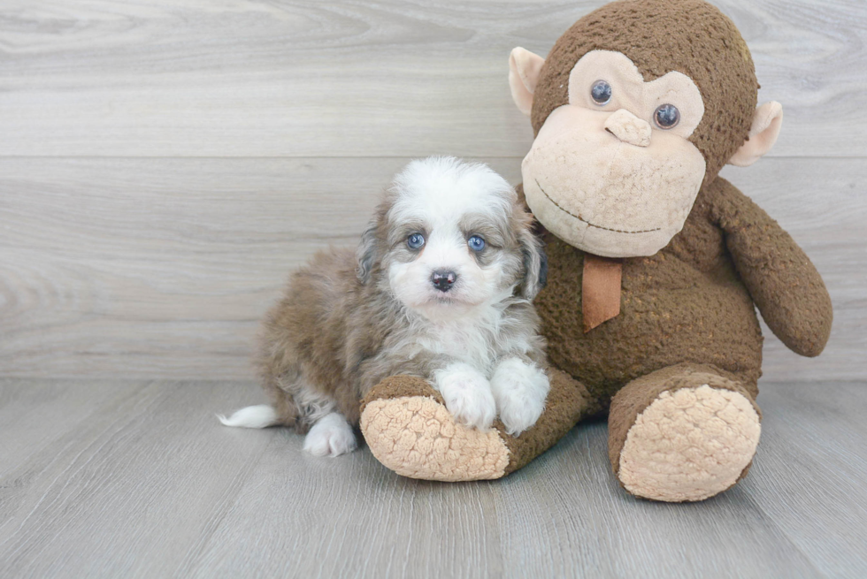 Mini Aussiedoodle Puppy for Adoption