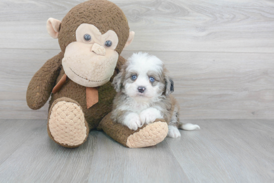 Mini Aussiedoodle Pup Being Cute