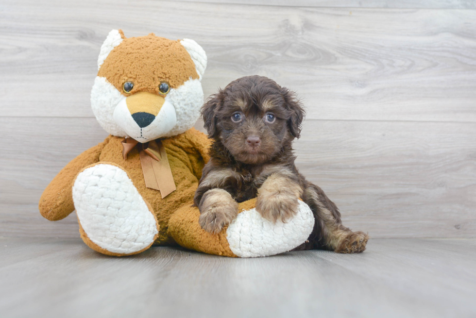 Hypoallergenic Aussiepoo Poodle Mix Puppy