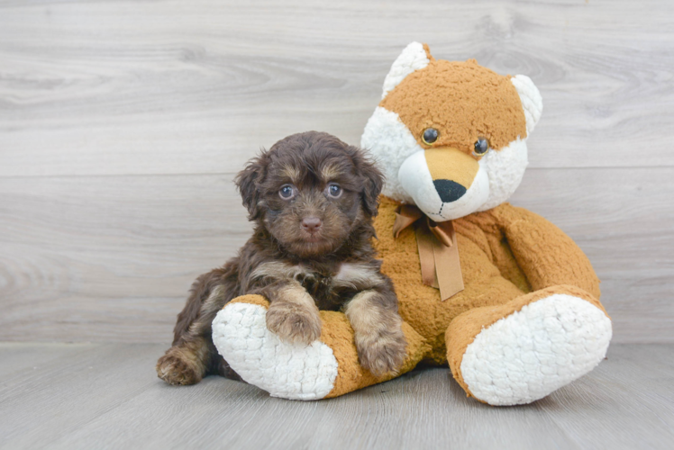 Mini Aussiedoodle Pup Being Cute