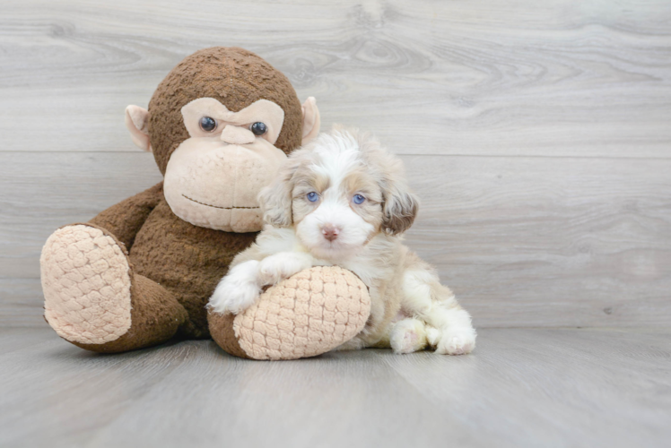 Hypoallergenic Aussiepoo Poodle Mix Puppy