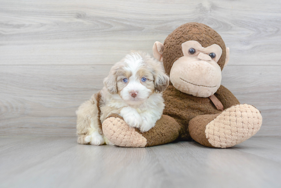 Adorable Aussiepoo Poodle Mix Puppy