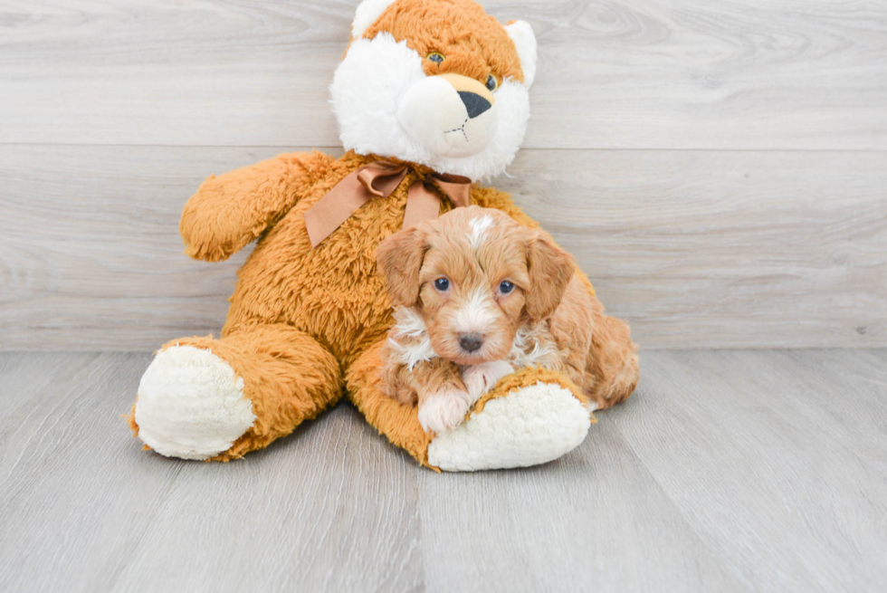 Adorable Aussiepoo Poodle Mix Puppy