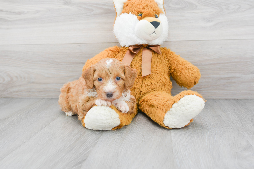 Mini Aussiedoodle Pup Being Cute