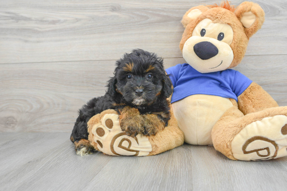 Happy Mini Aussiedoodle Baby