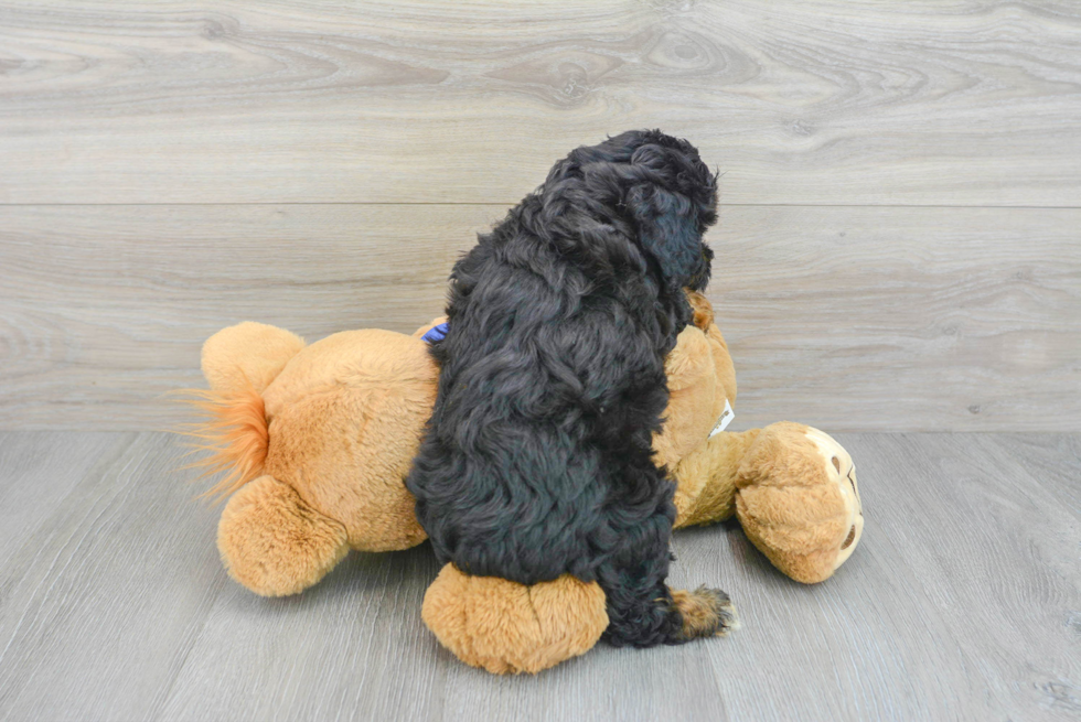 Friendly Mini Aussiedoodle Baby