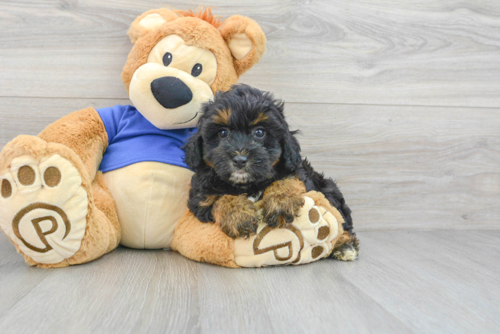 Best Mini Aussiedoodle Baby